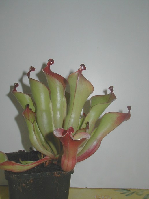 Heliamphora - le genre 201704