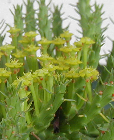 euphorbia caput medusae EU1