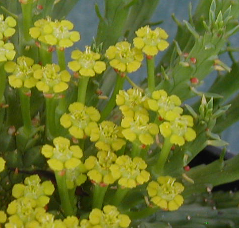 euphorbia caput medusae EU3