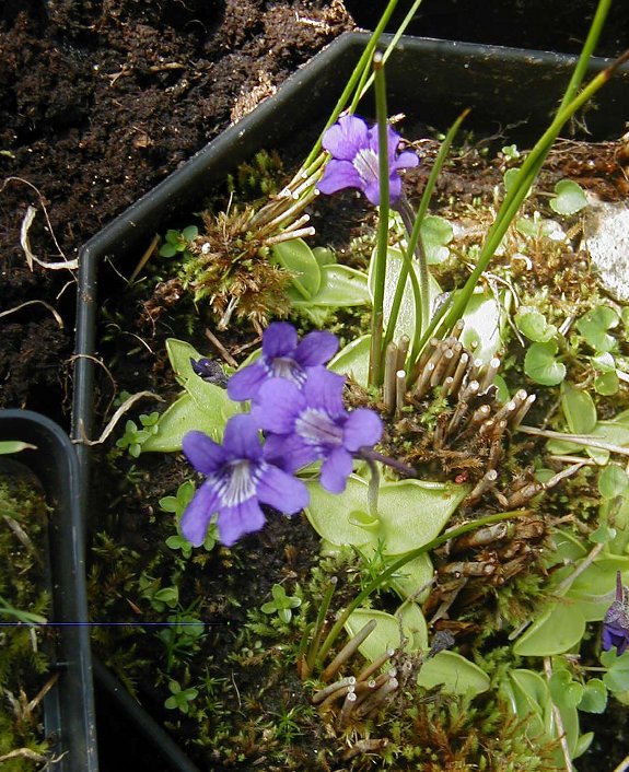 quelques temperées en fleur actuellement GRA