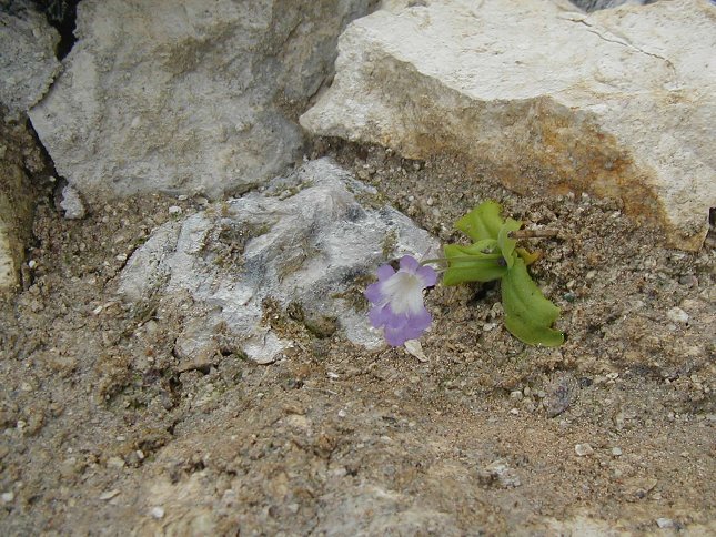 quelques temperées en fleur actuellement LON