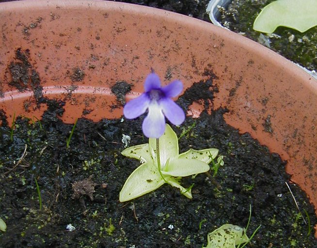 quelques temperées en fleur actuellement NORT