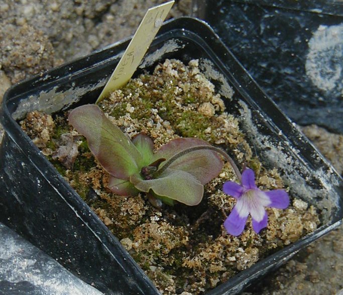 quelques temperées en fleur actuellement PIN