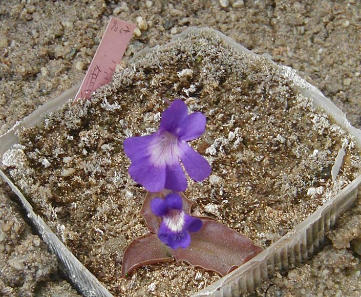 quelques temperées en fleur actuellement POL