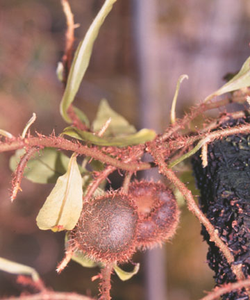 lecanopteris et solanopteris Solanopteris%20brunei%20