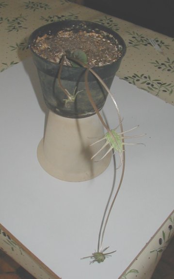 une partie de mes dorstenia Barminiana1