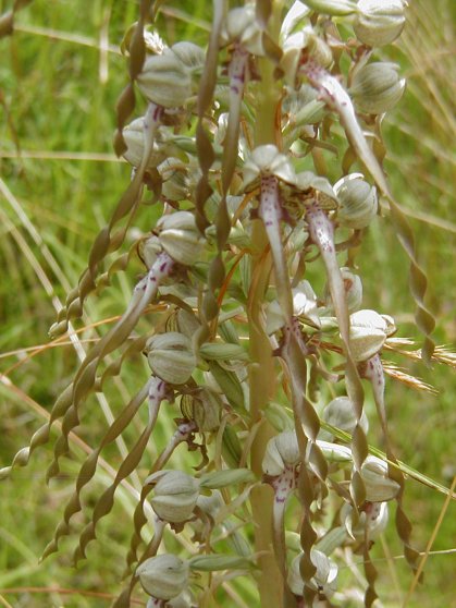 Orchidées autochtones- Nos belles sauvages in situ Bouc2