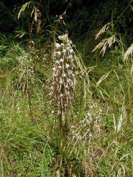 orquideas Bouc3