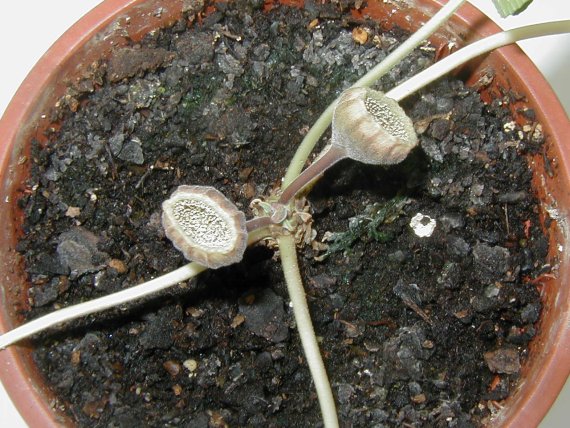 une partie de mes dorstenia Brasiliensis