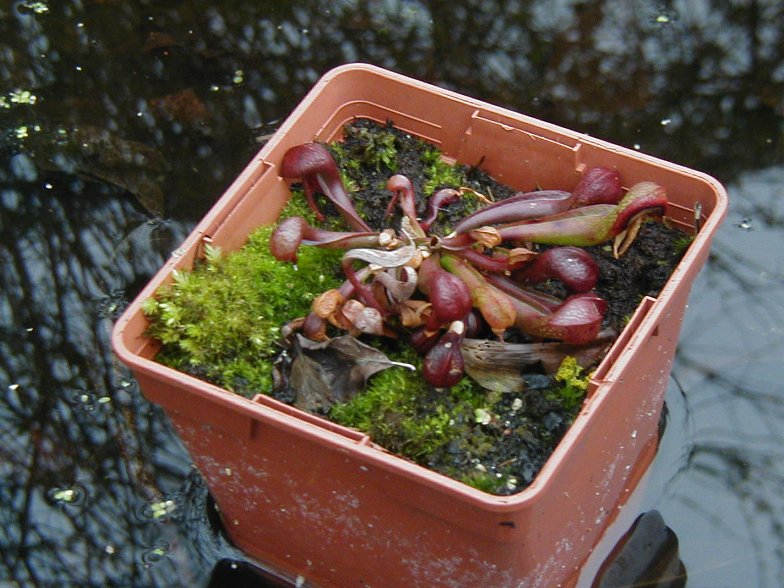 Darlingtonia californica 'red' - Page 4 Darg