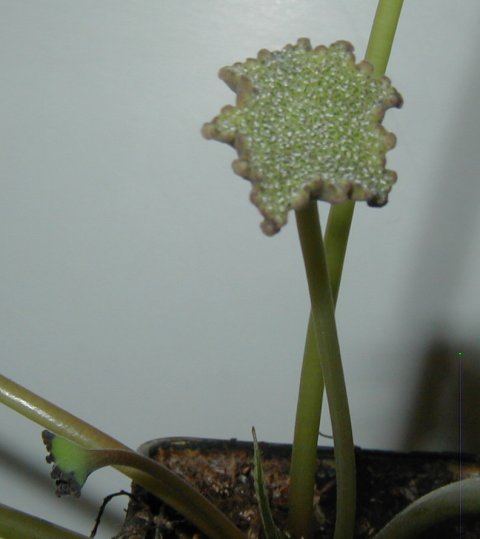 une partie de mes dorstenia Elata