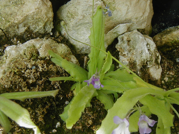 fasciation sur P.longifolia Fas1