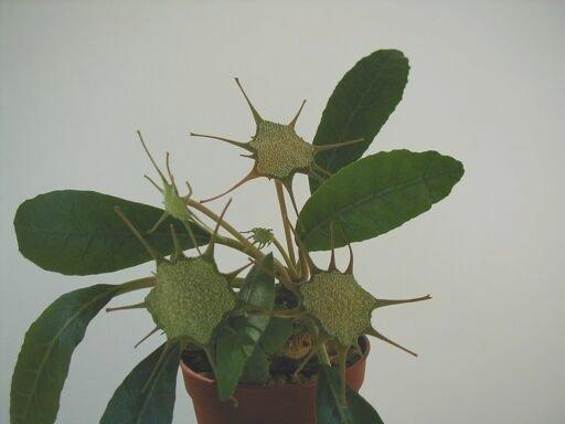 une partie de mes dorstenia Foetida