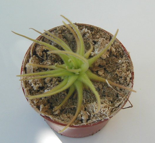 Pinguicula gypsicola Gypm