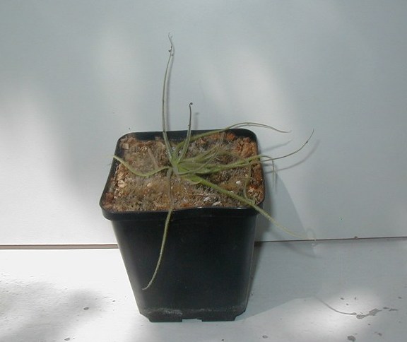 P.heterophylla Hete