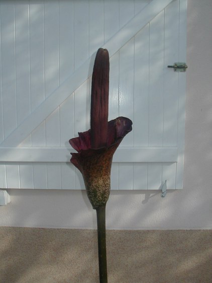 Amorphophallus Konjac et Bulbifer - Page 7 Konjac3