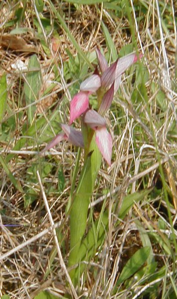 orquideas Lingua21