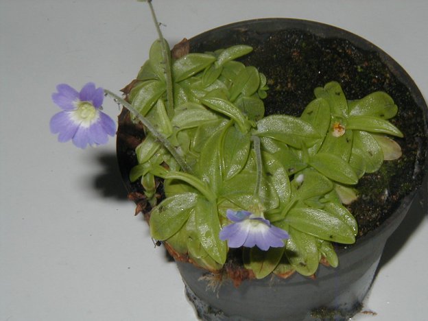 P.primuliflora Primu3