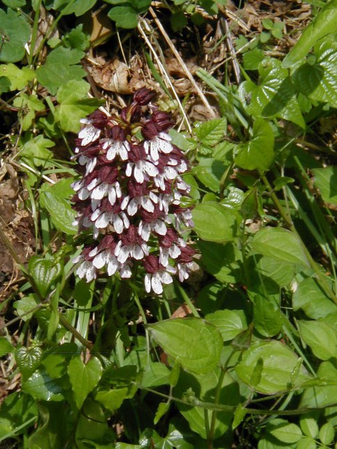 orquideas Pur