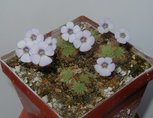 une petite potée bien sympathique -> P.Rotundiflora Rot2