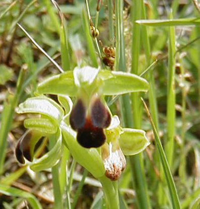 orquideas Sulcata81