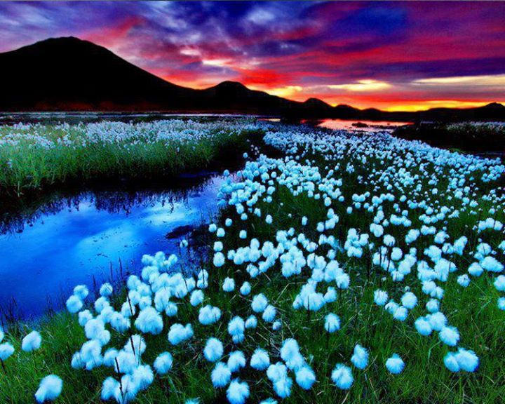 Summer Meadow Cotton-grass-in-Landmannalaugar-Iceland