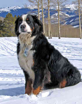 Wuff Like A Dog(Stray dogs)Semlit Accepting Bernese-mountain-dog