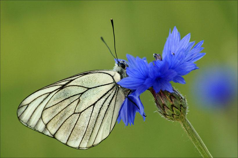 ===Mariposas=== - Página 10 317073_ee052bc12953e97e0ee8498837a94a46_large