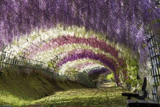 Najlepši parkovi sveta Ashikaga-cvjetni-park6