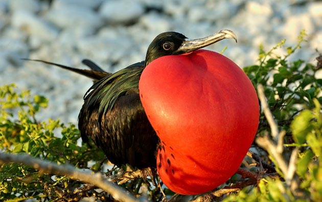 Galapagos Fregata