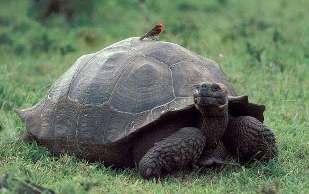 Galapagos Gigantska-kornjaca