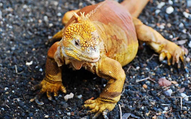 Galapagos Kopnena-iguana-svijetla