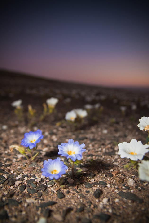 Čile Atacama-2