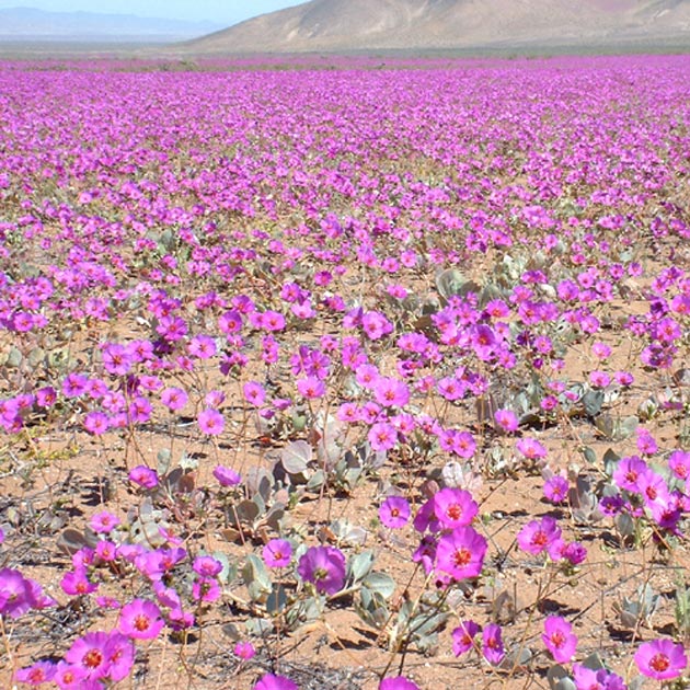 Čile Atacama-7