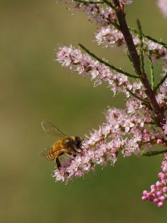 13/04/2020 - cricri38 est Photo du jour! 2020_04_13__320_80