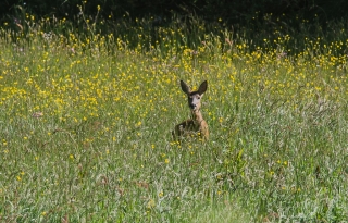 22/05/2020 - Raycath est Photo du jour! 2020_05_22__320_77