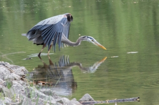 29/05/2020 - cariboudargent est Photo du jour! 2020_05_29__320_66