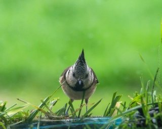 12/06/2020 - Raycath est Photo du jour! 2020_06_12__320_10