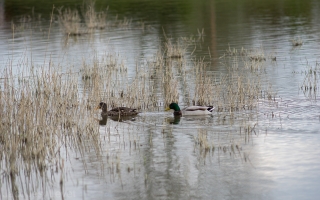 13/03/2021 - Pech_les oies est Photo du jour! 2021_03_13__320_95