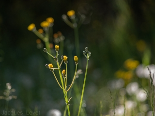 20/04/2021 - Pech_les oies est Photo du jour! 2021_04_20__320_10