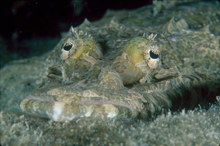 وجوه من اعماق البحار- Faces of the Sea Faces-of-the-sea-12