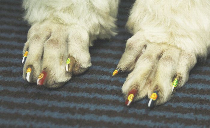  فن الرسم على أظافر الكلاب !!! Dog Nail Art Dog-nail-art-12