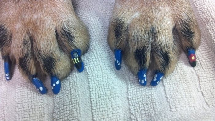  فن الرسم على أظافر الكلاب !!! Dog Nail Art Dog-nail-art-14