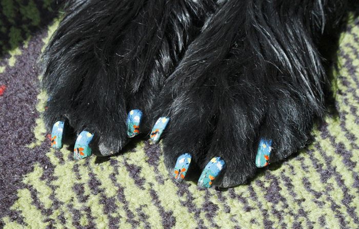  فن الرسم على أظافر الكلاب !!! Dog Nail Art Dog-nail-art-3