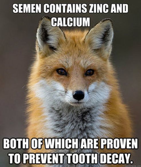 Tell me something interesting  Fun-fact-fox-meme-57