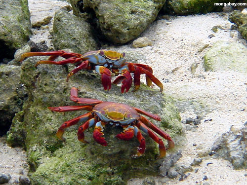 ИСКАМ ДА ВИДЯ... - Page 4 Red-legged_crabs