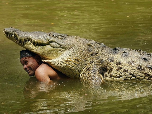 Un cocodrilo de más de 440 kilos, y casi 5 metros de largo, es mejor amigo de un pescador. Cocodriloman-640x480