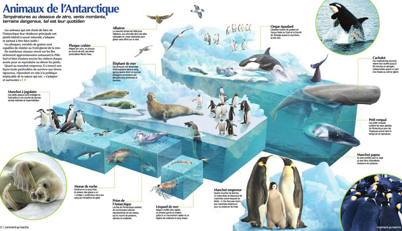 Protégeons baleines, manchots et phoques en Antarctique Animantarc1