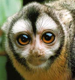 Douroucouli  Aotus trivirgatus  Singe hibou:fiche d'identité AotusTrivirgatus