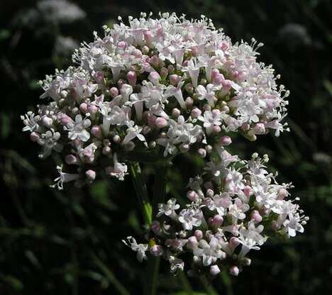 Valeriana   ... 51